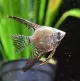 Angelfish
