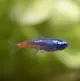 Tetras