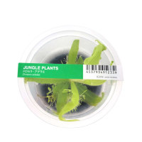 Drosera adelae - Jungle Plant ADA