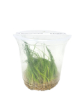 Eleocharis montevidensis - tissue culture ADA
