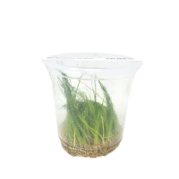 Eleocharis montevidensis - tissue culture ADA