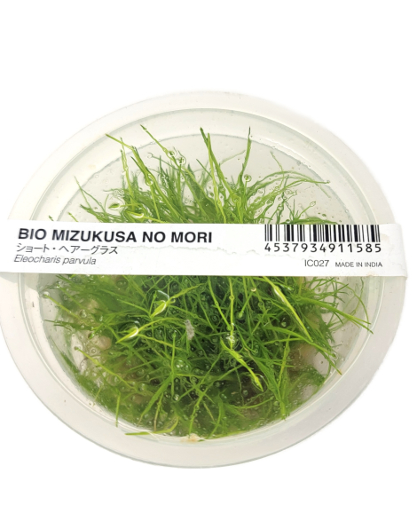 Eleocharis parvula - tissue culture ADA