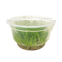 Eleocharis parvula - tissue culture ADA