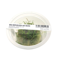 Lilaeopsis brasiliensis - tissue culture ADA