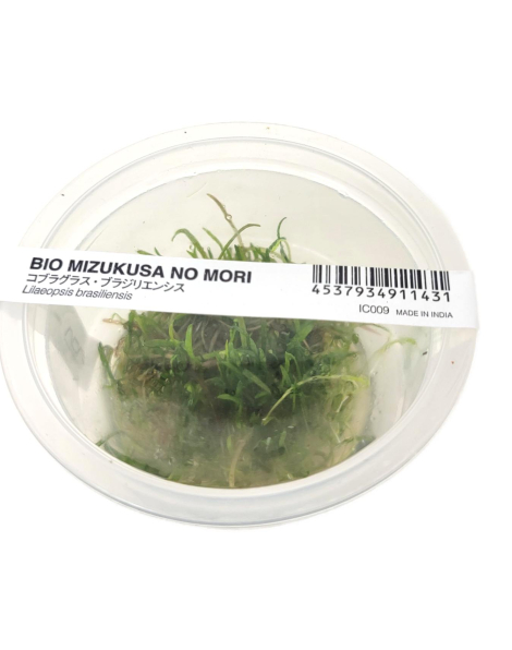 Lilaeopsis brasiliensis - tissue culture ADA