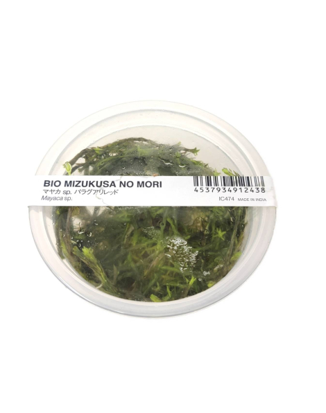 Mayaca fluviatilis 'Paraguya'- tissue culture ADA