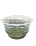 Mayaca fluviatilis 'Paraguya'- tissue culture ADA