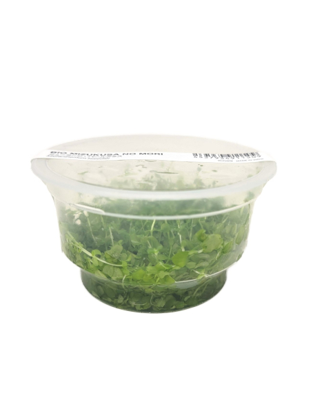 Micranthemum 'Monte Carlo' - tissue culture ADA