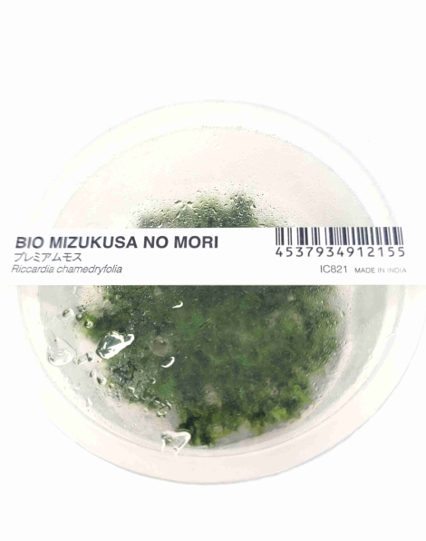 Riccardia chamedryfolia - tissue culture ADA