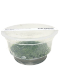 Riccardia chamedryfolia - tissue culture ADA