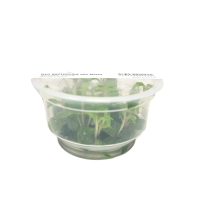 Staurogyne repens - tissue culture ADA