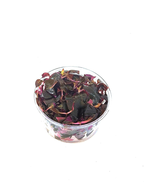 Alternanthera reineckii 'Mini' - tissue culture