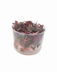 Alternanthera reineckii 'Mini' - tissue culture