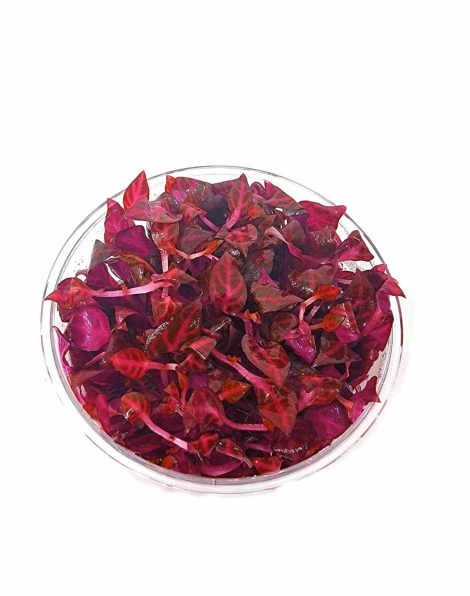 Alternanthera reineckii 'Rosanervig' - tissue culture