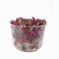 Alternanthera reineckii 'Rosanervig' - tissue culture