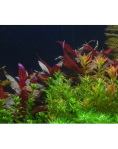 Alternanthera reineckii 'Purple' - tissue culture