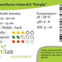 Alternanthera reineckii 'Purple' - tissue culture