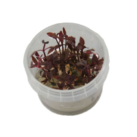 Alternanthera sessilis - tissue culture