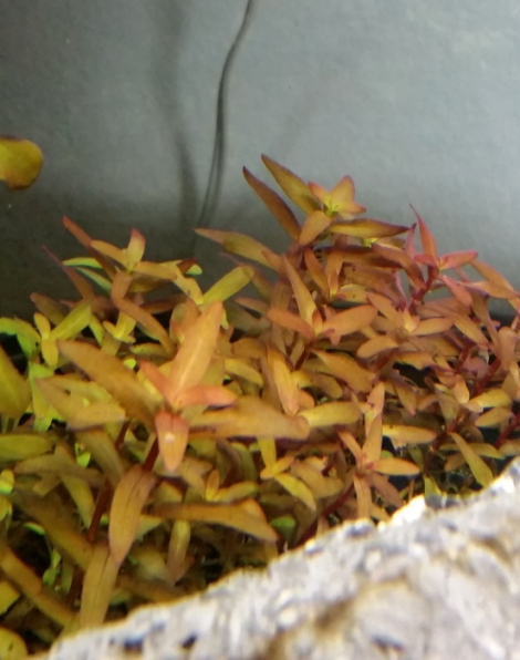 Ammania senegalensis - tissue culture