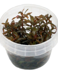 Ammania senegalensis - tissue culture