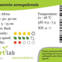 Ammania senegalensis - tissue culture