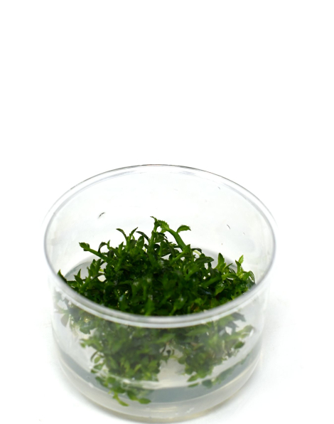 Ammannia sp. towuti - tissue culture