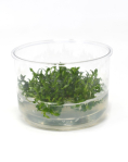 Ammannia sp. towuti - tissue culture
