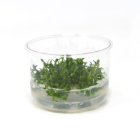 Ammannia sp. towuti - tissue culture