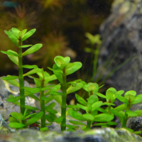 Ammania "Bonsai" - tissue culture