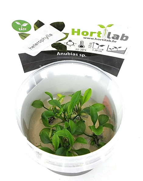 Anubias heterophyllum - tissue culture