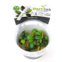 Anubias nana mini - tissue culture