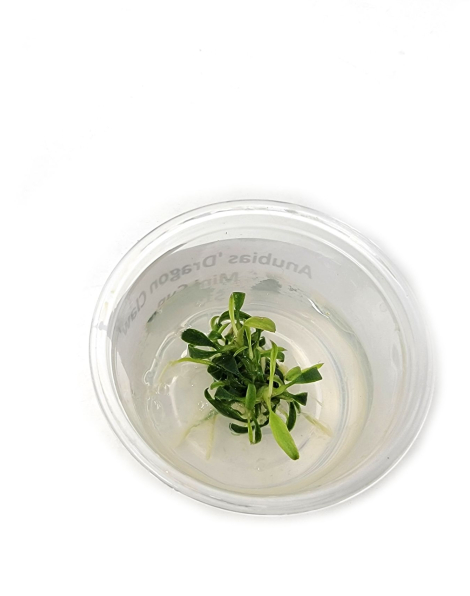 Anubias minima Dragon Claw Mini Cup - tissue culture
