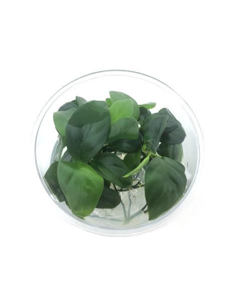 Anubias barteri var nana Tall - tissue culture
