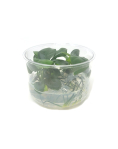 Anubias barteri var nana Tall - tissue culture