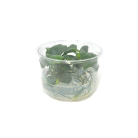 Anubias barteri var nana Tall - tissue culture