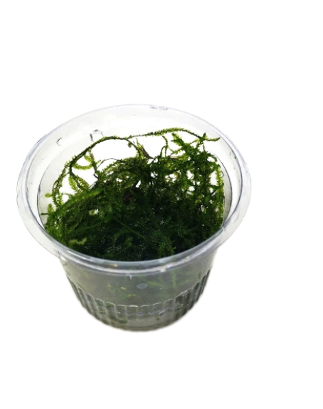 Assorted Moss - small cup