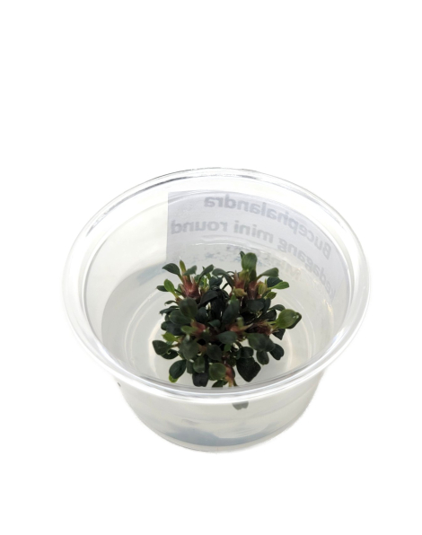 Bucephalandra kedagant mini round Mini Cup - tissue culture