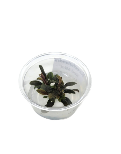 Bucephalandra 'Red Mini' Mini Cup - tissue culture