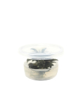 Bucephalandra 'Red Mini' Mini Cup - tissue culture