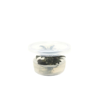 Bucephalandra 'Red Mini' Mini Cup - tissue culture