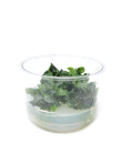 Bucephalandra Green Wavy - tissue culture