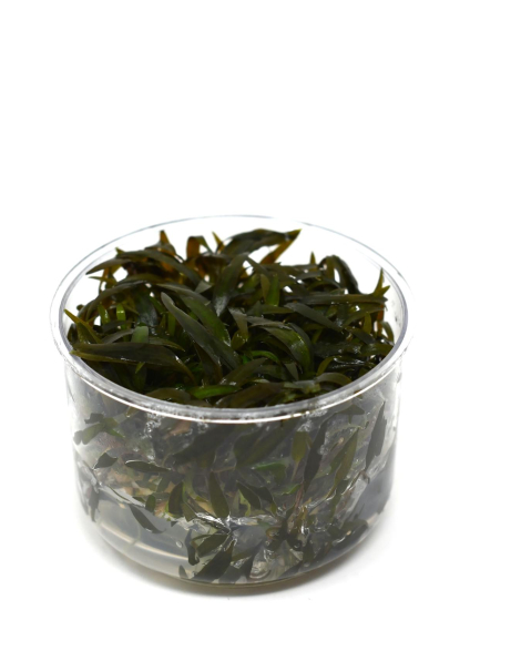 Cryptocoryne axelrodi - tissue culture