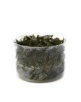 Cryptocoryne axelrodi - tissue culture