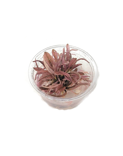 Cryptocoryne wendtii 