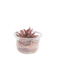 Cryptocoryne wendtii 