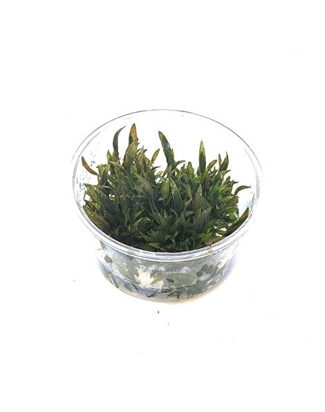 Cryptocoryne wendtii 