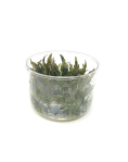Cryptocoryne wendtii 