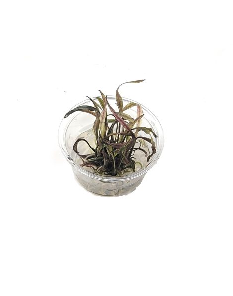Cryptocoryne nurii Mini Cup - tissue culture