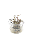 Cryptocoryne nurii Mini Cup - tissue culture