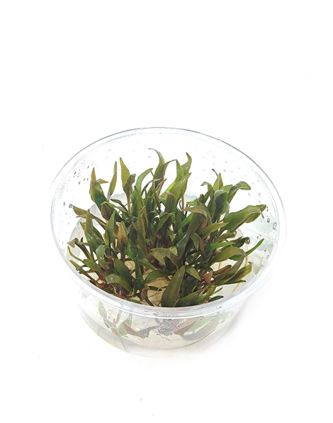 Cryptocoryne beckettii 